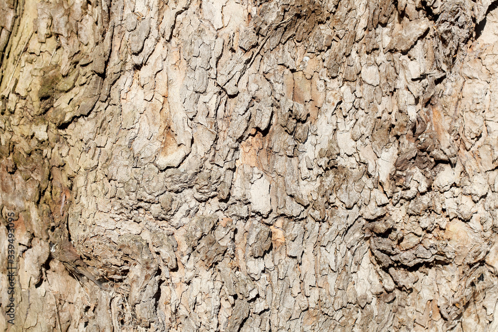 Baumstamm, Holztextur, Hintergrundbild, braune Baumrinde Baumstamm, Holztextur, Hintergrundbild, braune Baumrinde