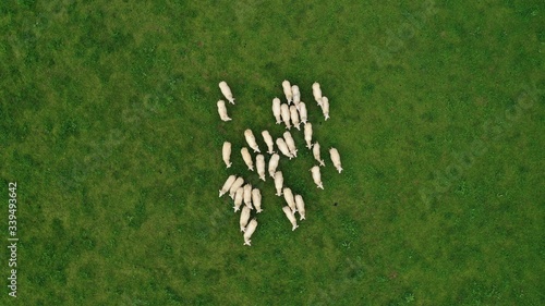 Aerial view of flock of sheep grazing on green meadow in Tyrol village, Hallstatt, Austria. Beautiful rural landscape with domestic farm animals.