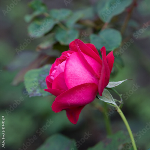 Pink rose close up in nature