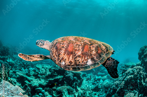 Green turtle swimming among colorful coral reef formations in the wild © Aaron