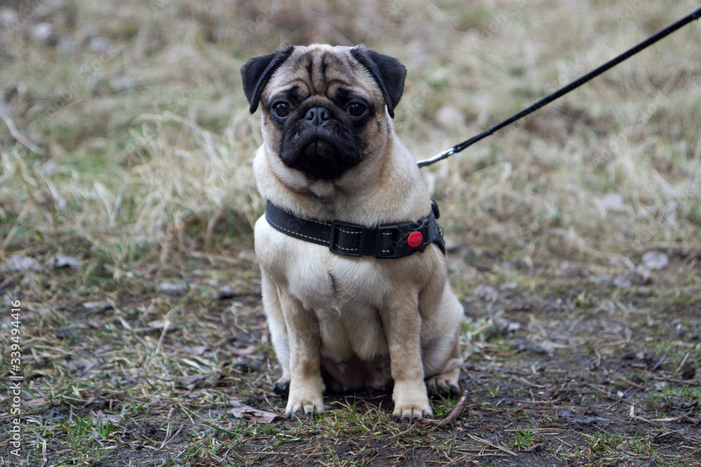 Portrait healthy purebred cute pug sits on a leash through the grass