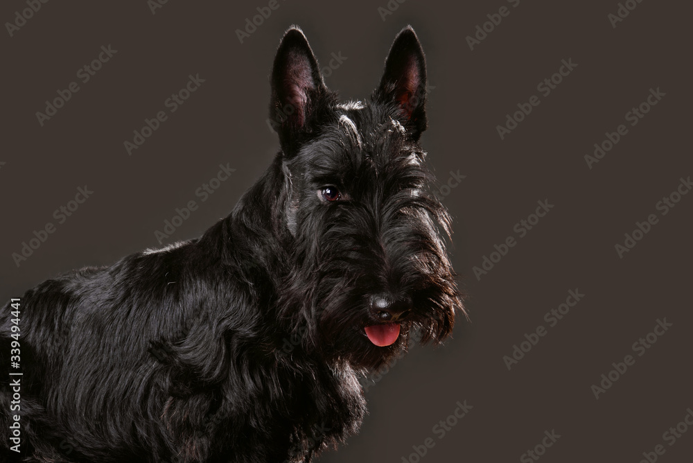 Portrait of black Scotch terrier