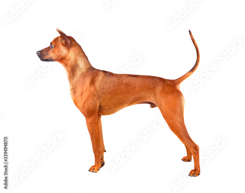 Standing Thai Ridgeback puppy