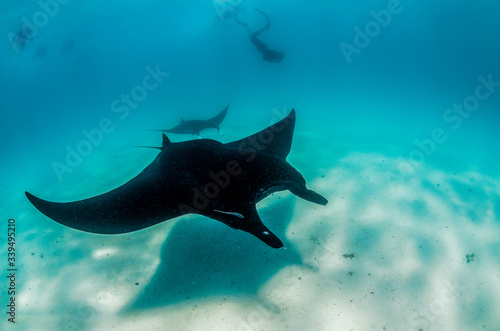 pair of manta rays swimming in the wild with a diver swimming alongside