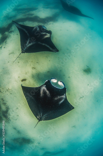 Fototapeta Pair of manta rays swimming together over a sandy sea floor in the wild