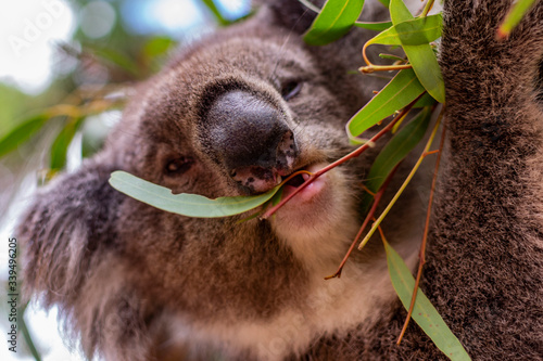 Photography Cute koala bear chewing eucalyptus leaves