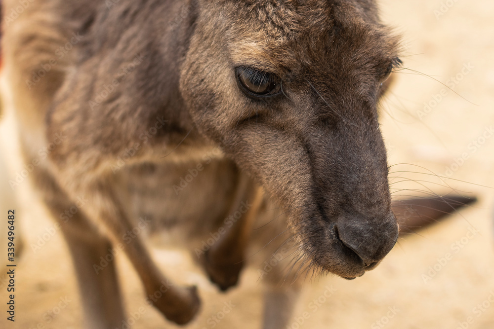 Close up portrait of young, grey kangaroo. 