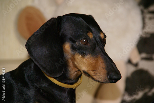 Portrait in profile of a black and Tan Dachshund in a light silicone collar on a blurry background © Marina