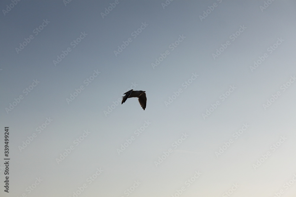 seagull in flight