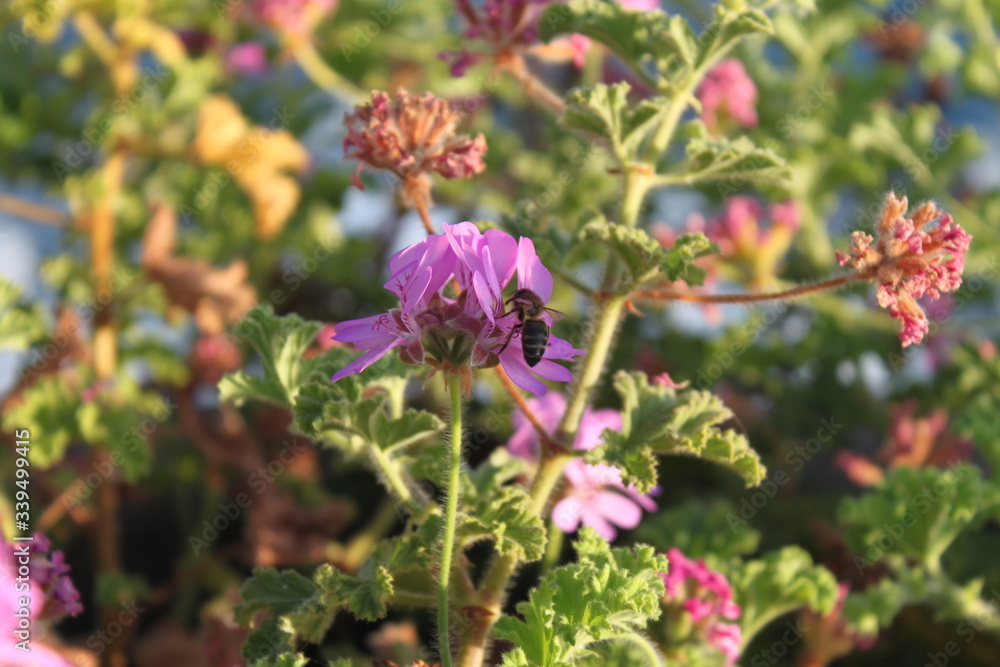 pink flowers in the garden and bee pink flowers in the garden and bee