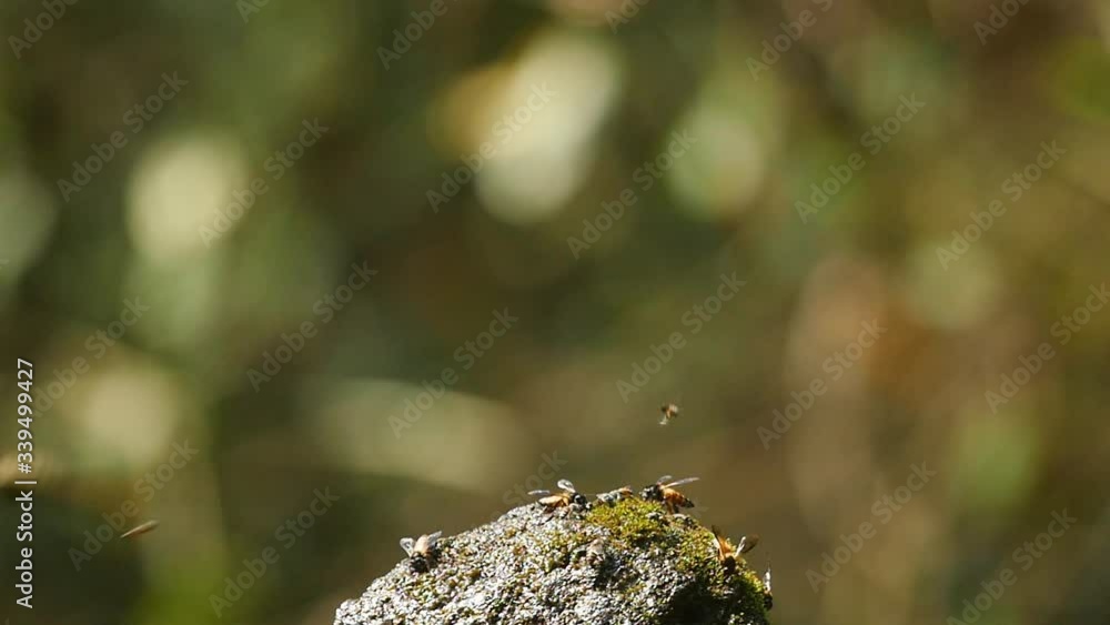 Bees of two varieties sitting and flying around a rock as the water drops keep falling and the bees drinking the water in the Western Ghats of India during the summer time Bees of two varieties sitting and flying around a rock as the water drops keep falling and the bees drinking the water in the Western Ghats of India during the summer time