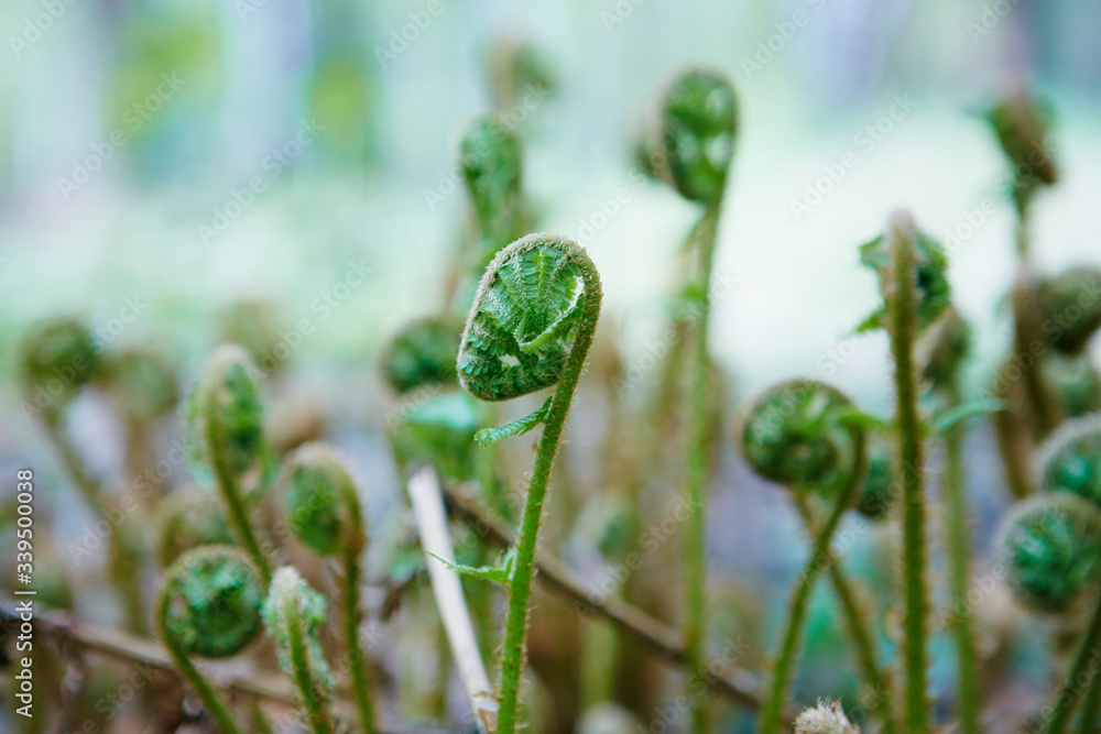 Spiral shape of a growin bracken fern Pteridium aquilinum Spiral shape of a growin bracken fern Pteridium aquilinum