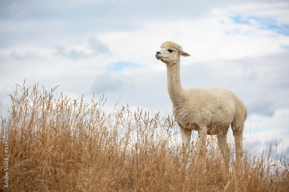 Fototapeta premium llama standing in the grass