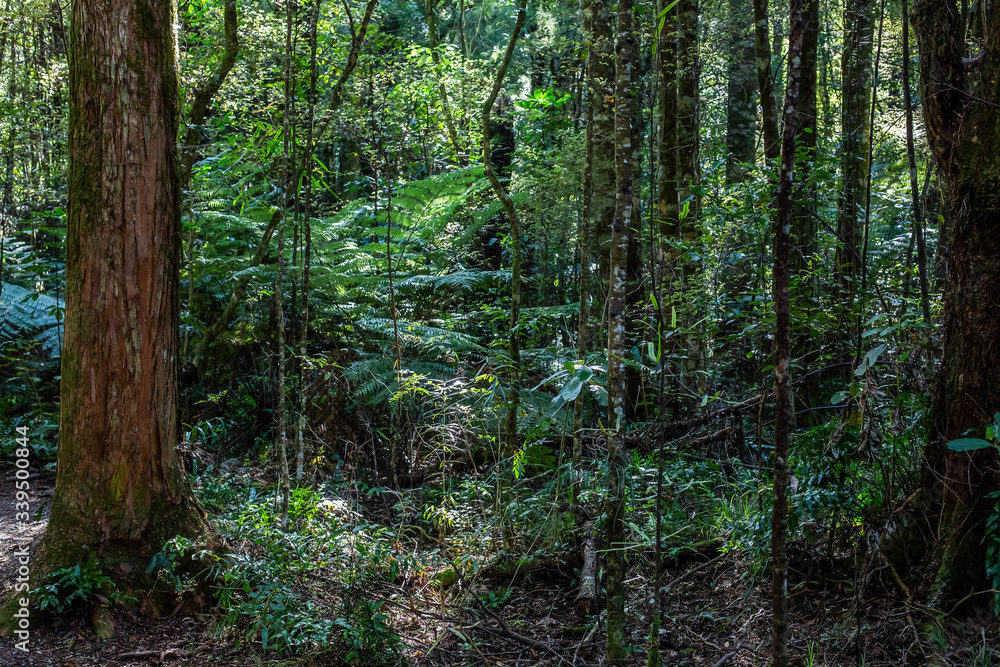 Obraz premium New Zealand native forest background
