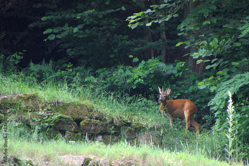 ein Reh am Waldrand