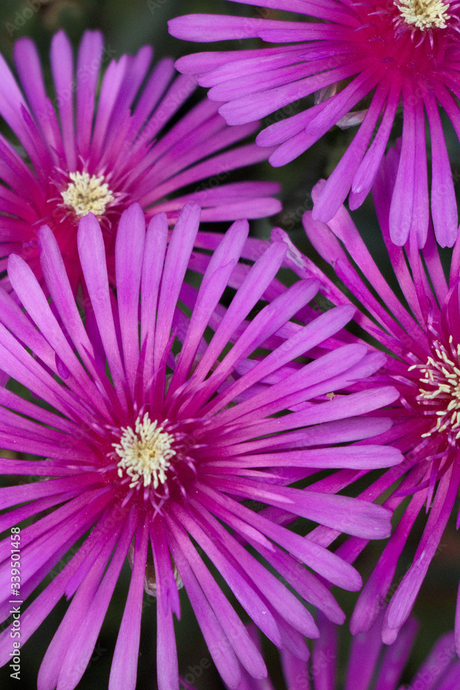 Obraz premium Blüten