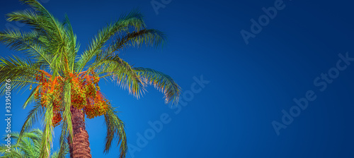 Banner concept with colorful tropical date palm trees with edible sweet fruits at blue gradient background with copy space for text  details  closeup