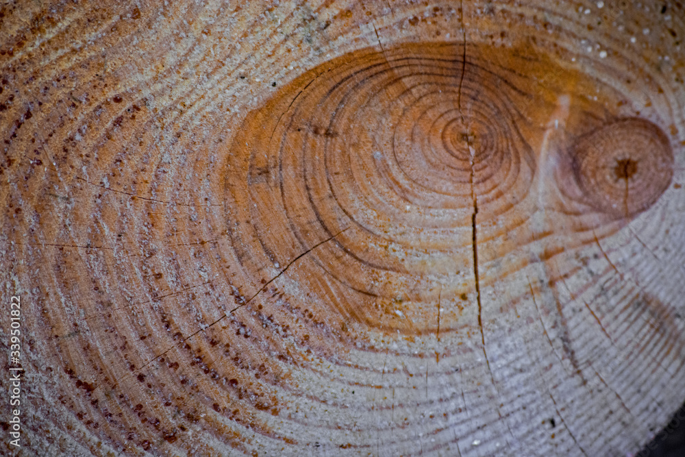 Naklejka premium cross section of tree trunk