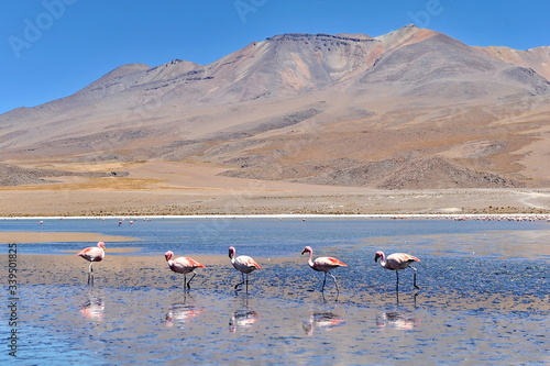 Photography Pink flamingos on a mountain lake in Bolivia.