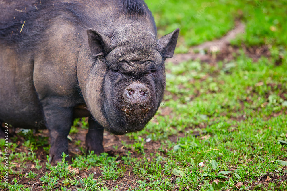 Portrait of a large boar, Vietnamese pot-bellied pigs Portrait of a large boar, Vietnamese pot-bellied pigs