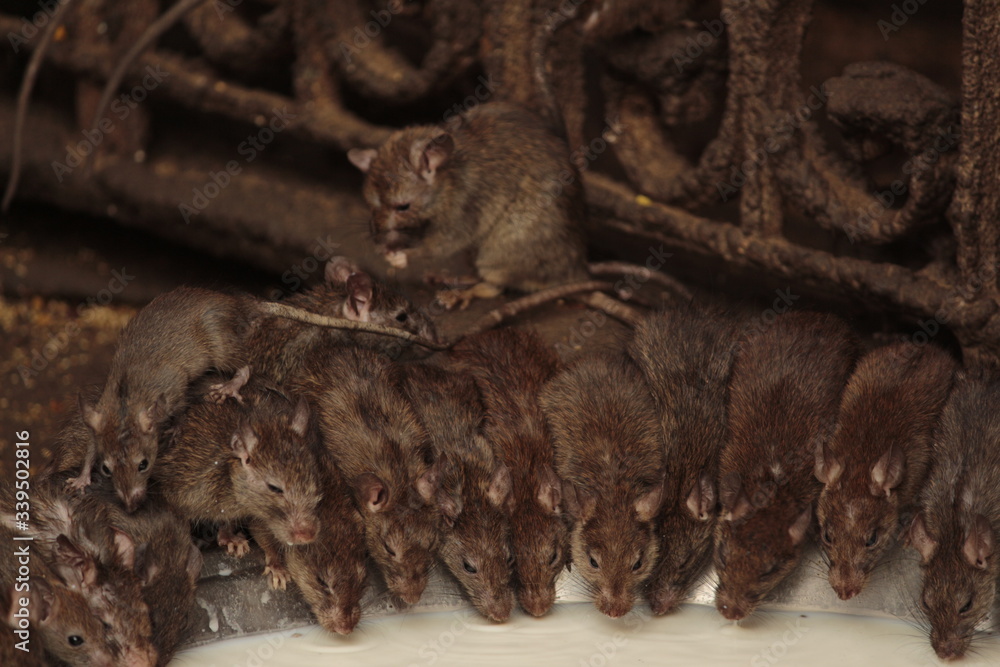 Obraz premium Karni Mata Temple, Rajasthan, rat temple.