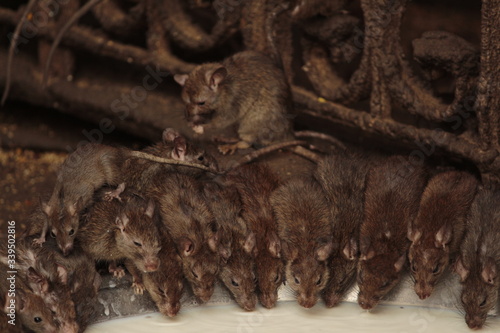 Karni Mata Temple, Rajasthan, rat temple.