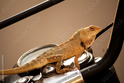 Beautiful wild lizard sitting on the bike photo