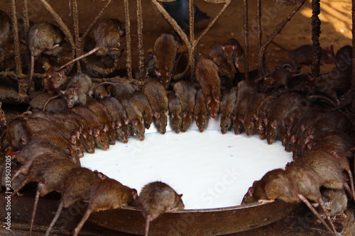 Rat's drinking milk in Karni Mata Temple, Rajasthan, rat temple. photo