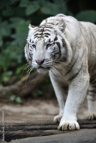 White tiger  a king of cats