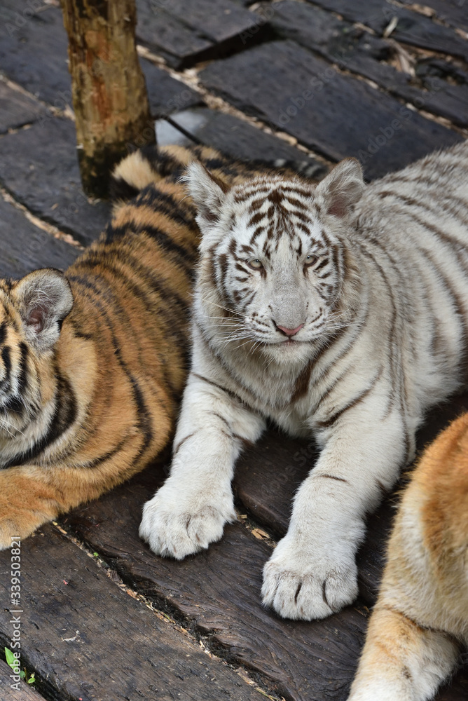 Obraz premium White tiger, a king of cats