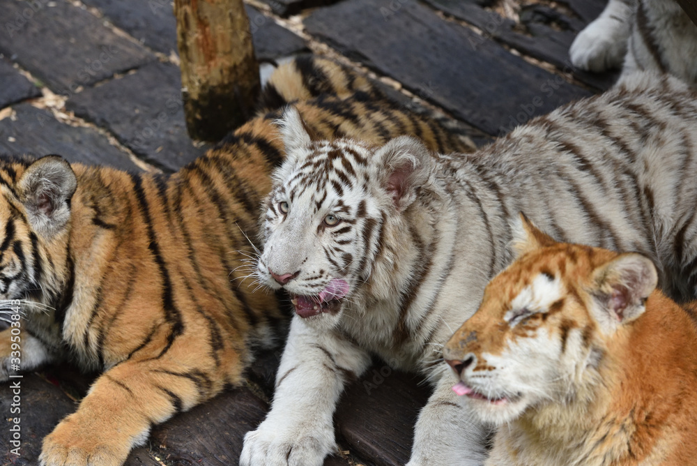 Fototapeta premium White tiger, a king of cats