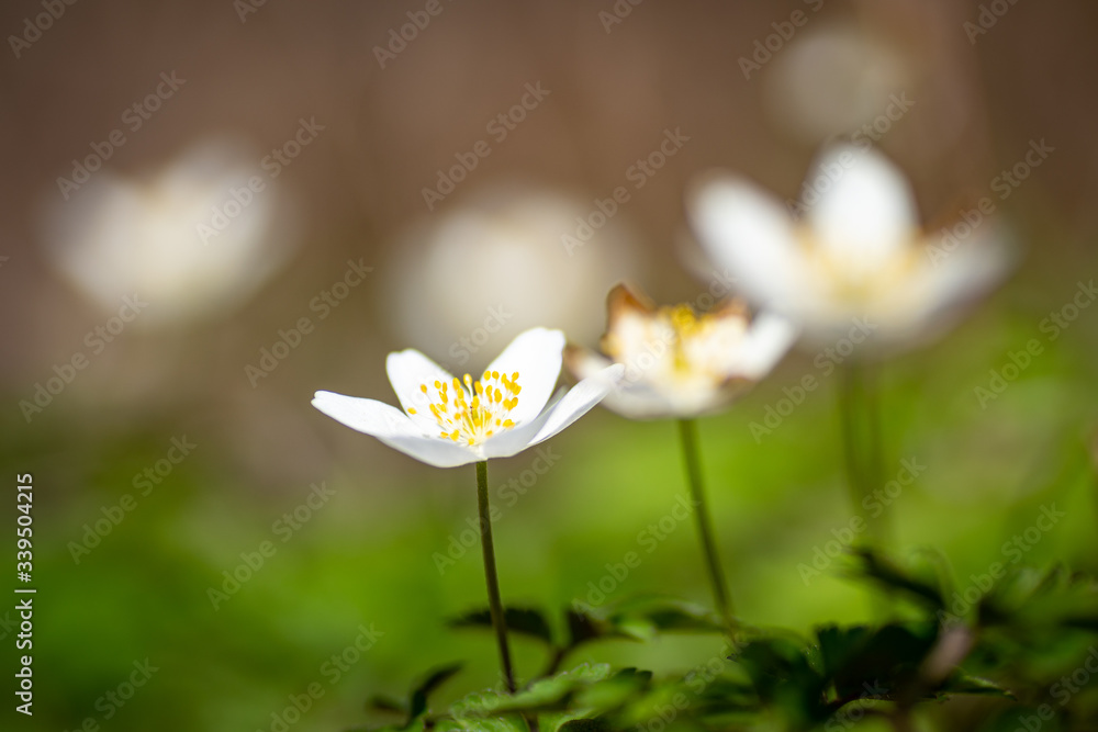 Blüten von Buschwindröschen in einer Makro-Aufnahme Blüten von Buschwindröschen in einer Makro-Aufnahme