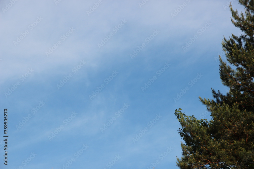 Obraz premium Beautiful picturesque sky landscape: blue sky in fluffy cirrus clouds and and fluffy pine in cones. Hd wallpaper sky nature wallpapers for desktop backgrounds