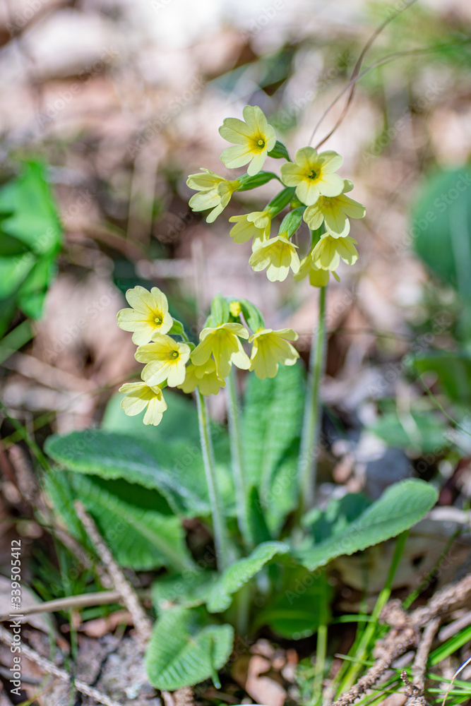 Schlüsselblümchen auf dem Waldboden im Frühling Schlüsselblümchen auf dem Waldboden im Frühling