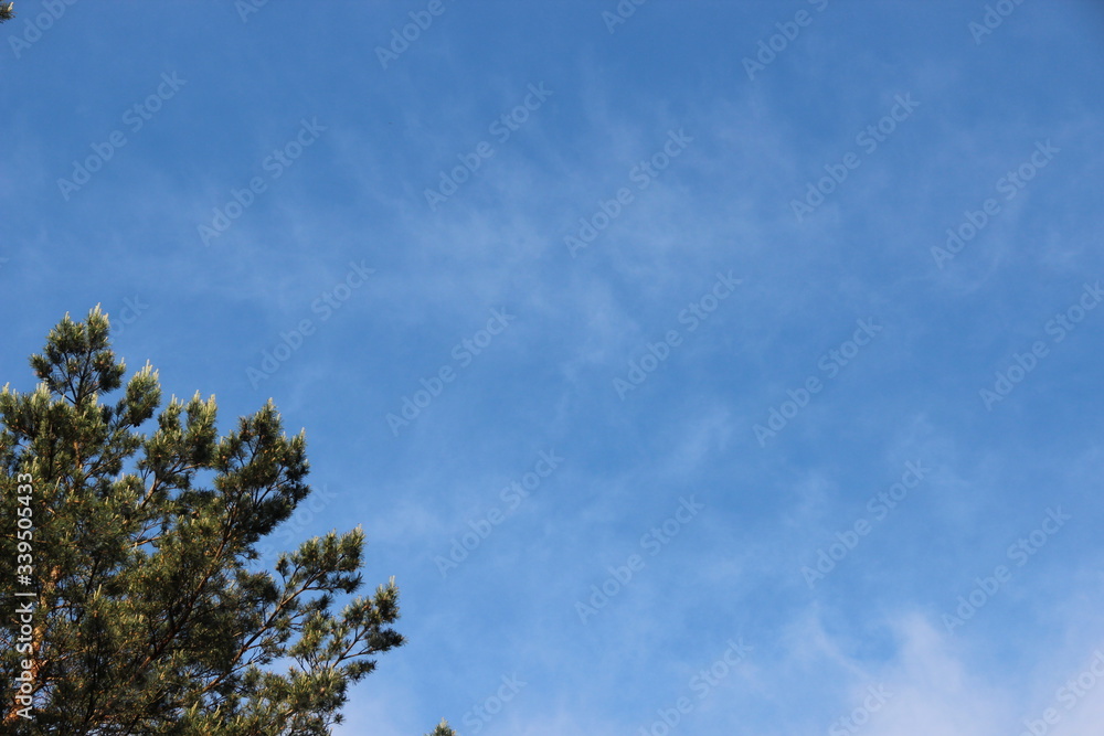 Beautiful picturesque sky landscape: blue sky in fluffy cirrus clouds and and fluffy pine in cones. Hd wallpaper sky nature wallpapers for desktop backgrounds Beautiful picturesque sky landscape: blue sky in fluffy cirrus clouds and and fluffy pine in cones. Hd wallpaper sky nature wallpapers for desktop backgrounds