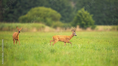 Two roe deer, capreolus capreolus, in love walking on green grass in natural environment in summer. Couple of buck and doe in mating season with copy space. Animal wildlife scenery.