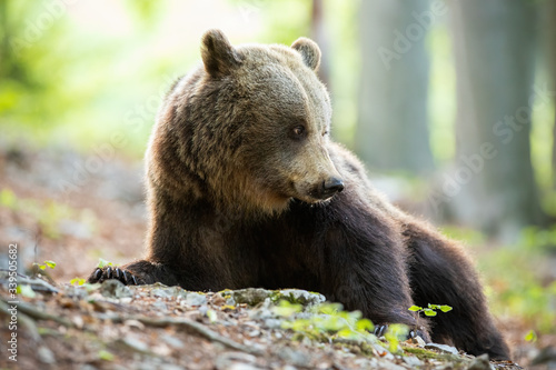 Tranquil brown bear, ursus arctos, lying down and looking behind on spring forest with blurred trees in background. Cute mammal in woodland from low angle view. Idyllic animal wildlife scenery.