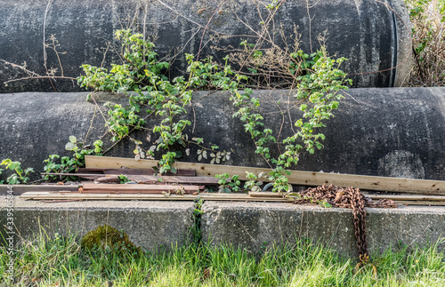 Concrete sewer pipes overgrown by blackberry bush