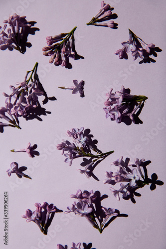 Creative layout made with lilac flowers on violet background. Minimal nature love background. Spring flowers concept. Natural sun light lighting and sharp shadows.