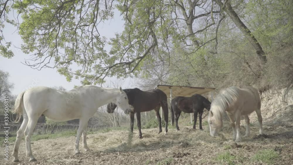 four horses eating in a field, early in the morning, two dark horse and two clear horse four horses eating in a field, early in the morning, two dark horse and two clear horse