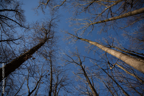 trees and sky