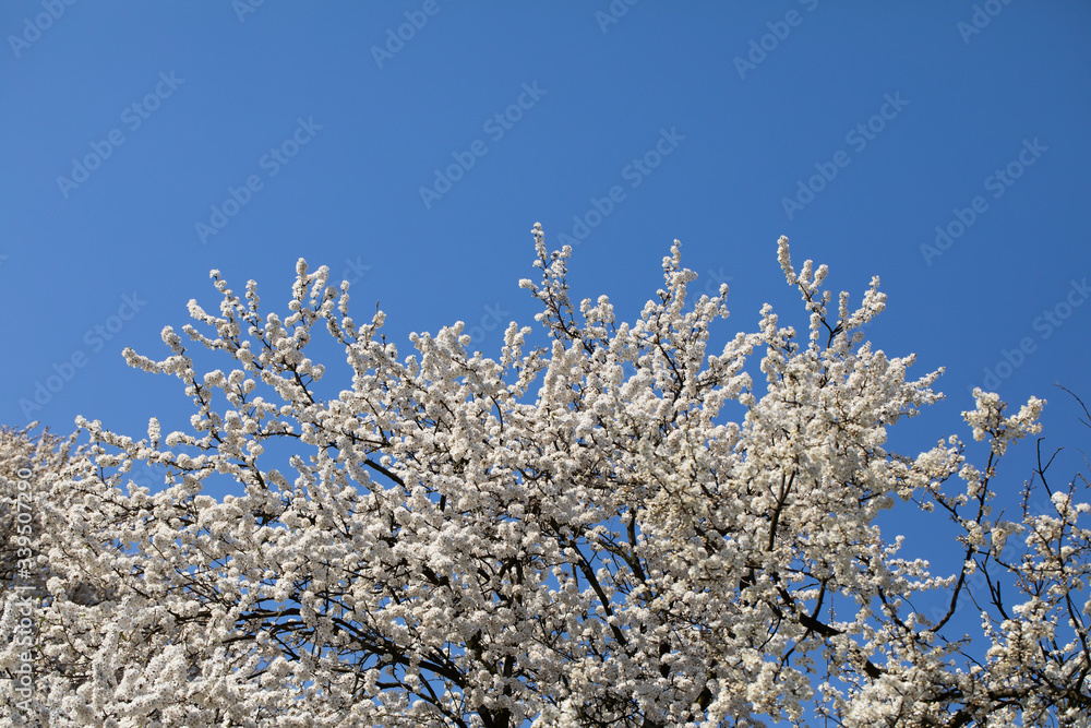 Mirabelle plum in the spring is often showered with a million white flowers.