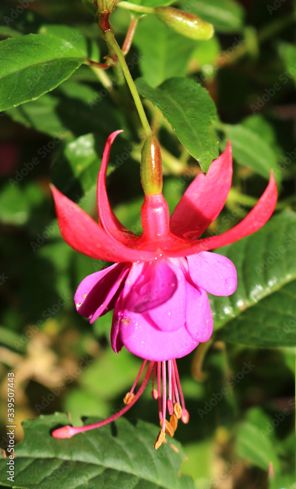 Obraz premium Purple and Red Fuchsia Flower
