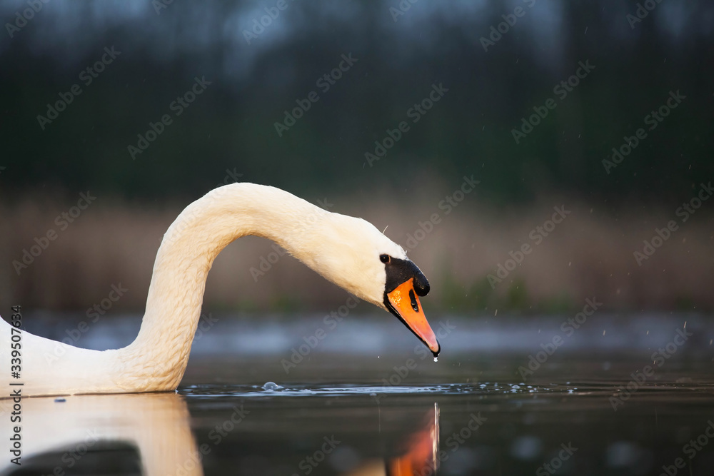 Fototapeta premium Swan - wildlife in its natural habitat