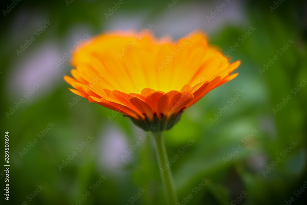 Calendula flower, marigold, close-up on blurry green background, Calendula flower, marigold, close-up on blurry green background,