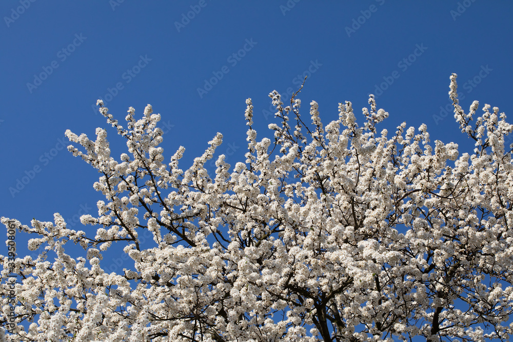 Mirabelle plum in the spring is often showered with a million white flowers. Mirabelle plum in the spring is often showered with a million white flowers.