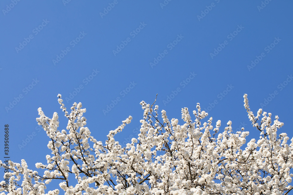 Mirabelle plum in the spring is often showered with a million white flowers. Mirabelle plum in the spring is often showered with a million white flowers.