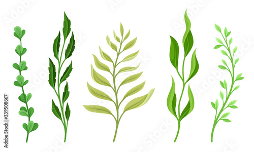 Sprigs and Twiglets with Green Leaves Vector Set
