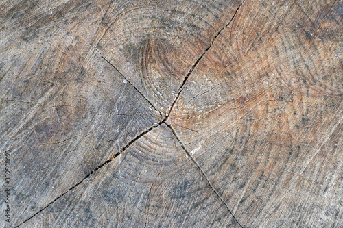 Tree cut wood pattern ring inside tree trunk
