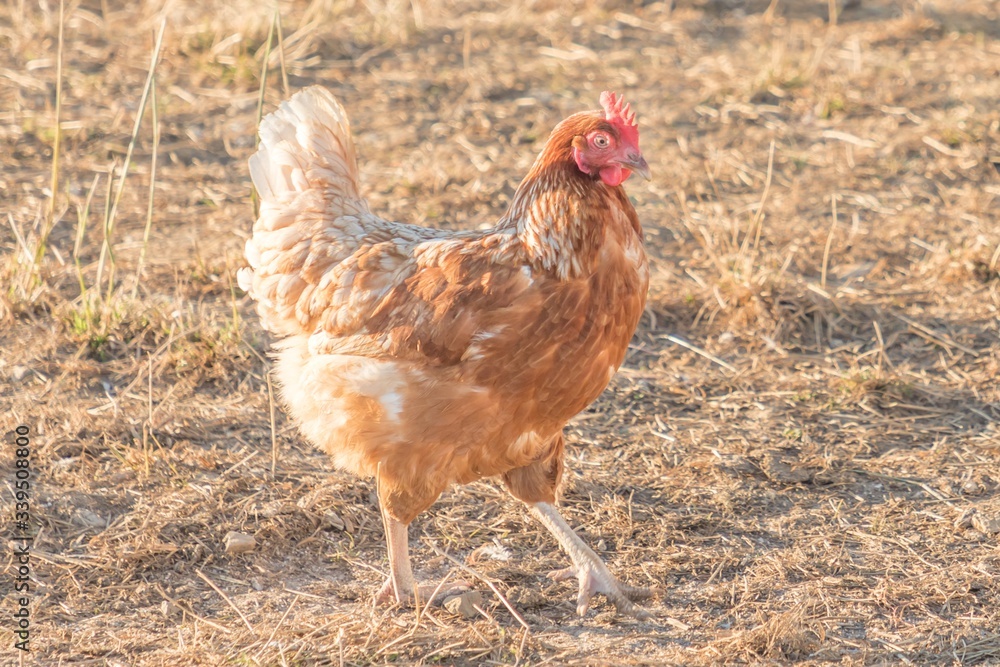 Brown chicken live outdoors at bio poultry farm grass meadow. Rural agriculture scene with free happy hen outdoor. Ecological animal farming and self sufficiency by sustainable fowl livestock Brown chicken live outdoors at bio poultry farm grass meadow. Rural agriculture scene with free happy hen outdoor. Ecological animal farming and self sufficiency by sustainable fowl livestock